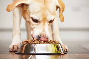 Pet food ingredients market worth $57.68 billion by 2031